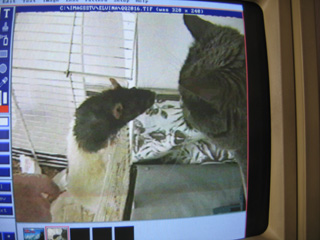 IMAGES SSTV REçue